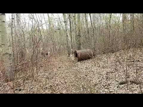Throw back Thursday - a FB Live video from May 2019.  Apologies for the quality in places.