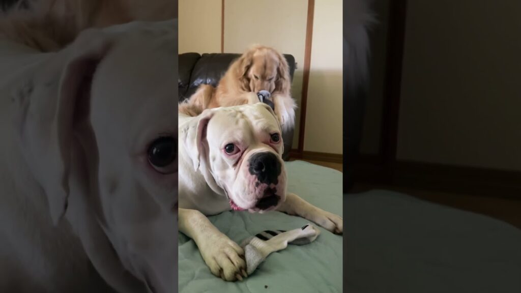 一緒がいいね🎵　ゴールデンレトリバー　ボクサー犬