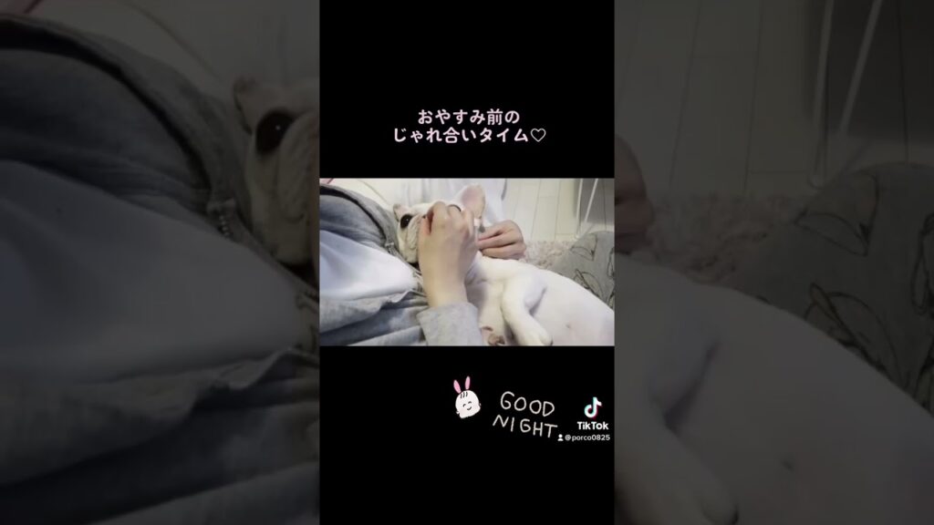 甘えん坊な犬【フレンチブルドッグ frenchbulldog】 #dog #フレンチブルドッグ #フレブル飼い方 #ペット #フレブルクリーム #フレブルクリーム #puppy 甘えん坊な犬【フレンチブルドッグ frenchbulldog】 #dog #フレンチブルドッグ #フレブル飼い方 #ペット #フレブルクリーム #フレブルクリーム #puppy