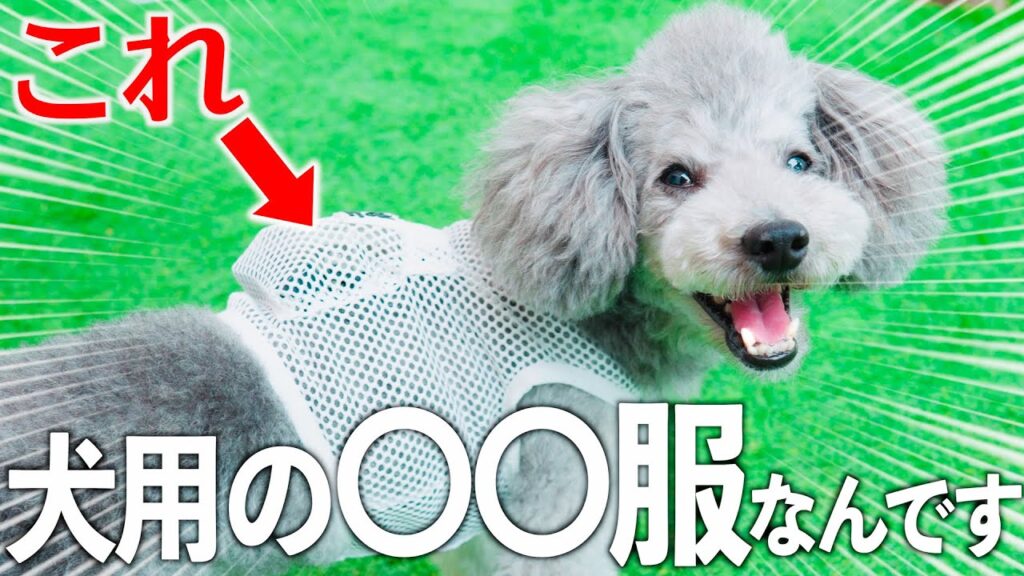 🐶【夏の救世主】世界初!?の犬用の空調服を買ってみた! 🐶【夏の救世主】世界初!?の犬用の空調服を買ってみた!