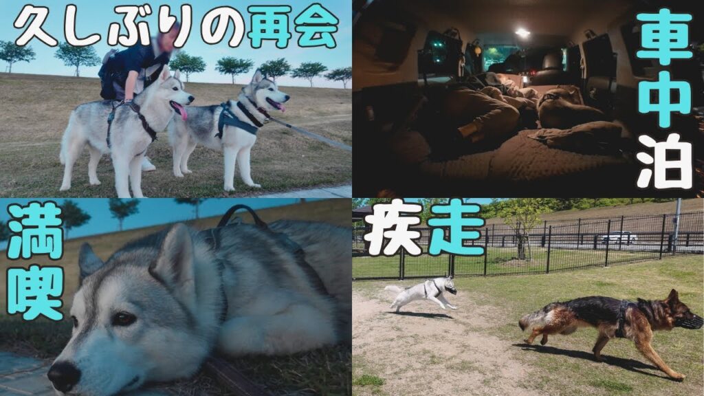 狭い車でハスキーと車中泊&BBQ&ドッグラン&ハス友の家族と久しぶりの再会♪ 狭い車でハスキーと車中泊&BBQ&ドッグラン&ハス友の家族と久しぶりの再会♪