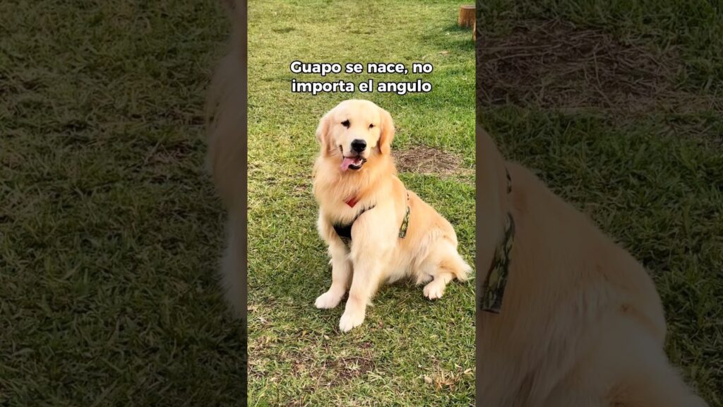 Dogs That Melt Your Heart Dogs That Melt Your Heart