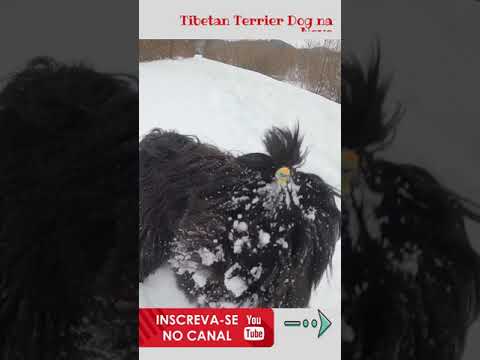 Tibetan Terrier Dog na Neve #shorts