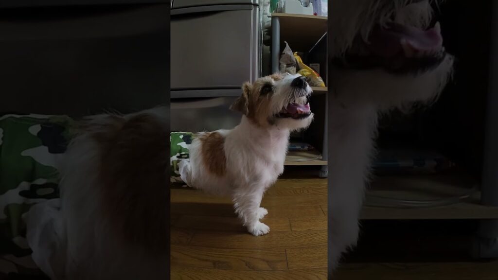 よそんちでも自由過ぎる犬 #ジャックラッセルテリア  #jackrussellterrier #癒し