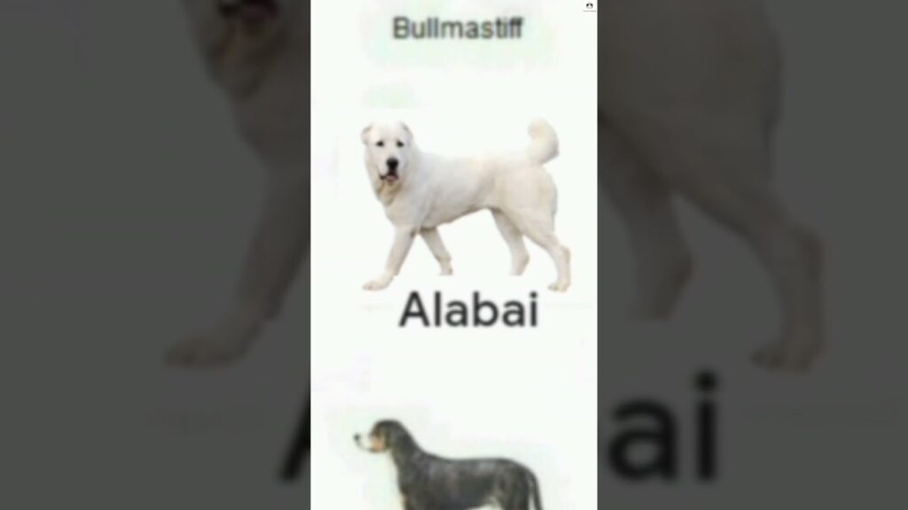 Alabai vs Boxer, Presa Canario, Pitbull, Neapolitan mastiff Bite force comparison #ytshorts #dogs Alabai vs Boxer, Presa Canario, Pitbull, Neapolitan mastiff Bite force comparison #ytshorts #dogs