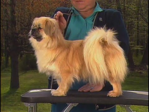 Tibetan Spaniel - チベタン・スパニエル - AKC Dog breed series