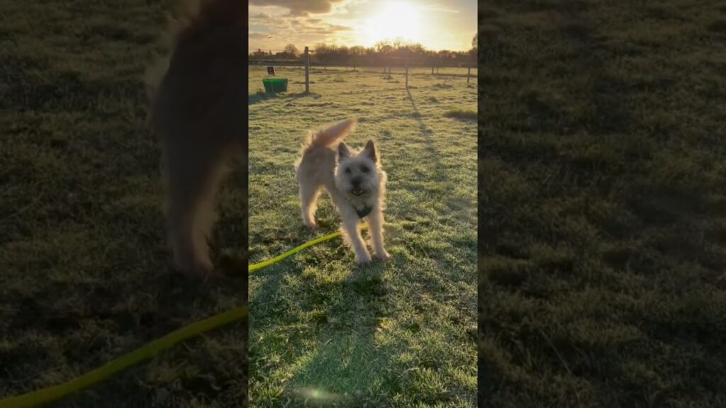 Cairn Terrier shows off with a happy dance on a frosty autumn morning #shorts Cairn Terrier shows off with a happy dance on a frosty autumn morning #shorts