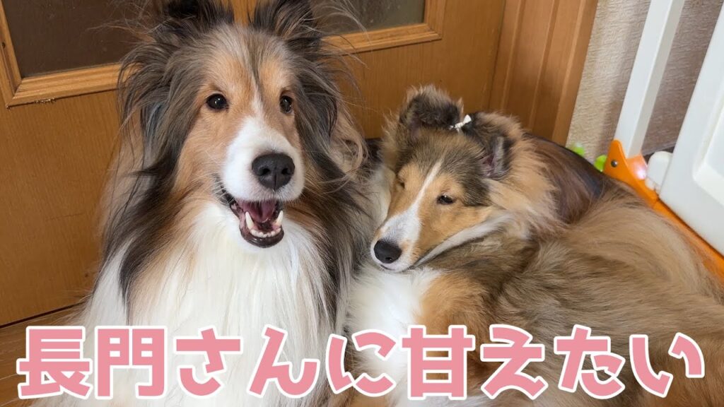 【シェルティ】長門さんに甘えたい💕【かまってよ~】 【シェルティ】長門さんに甘えたい💕【かまってよ~】