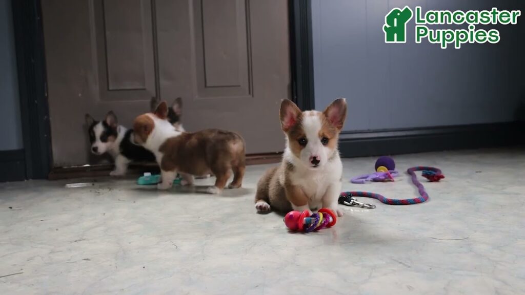 Cute Welsh Corgi Puppies