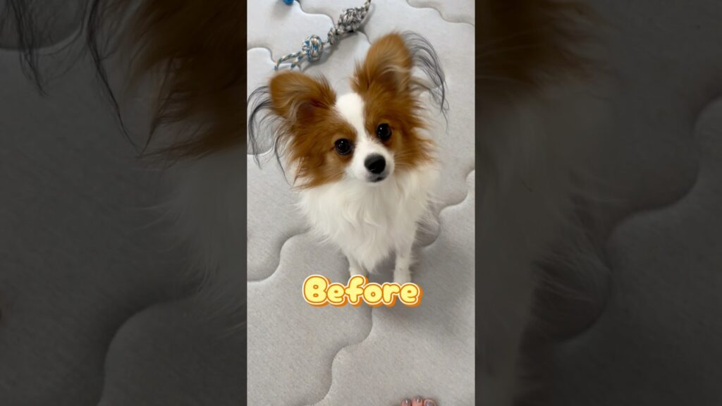 ビフォーアフター！トリミングに行ってきたわんちゃん#いぬのいるくらし# papillon#ぱぴよん#パピー犬#かわいい