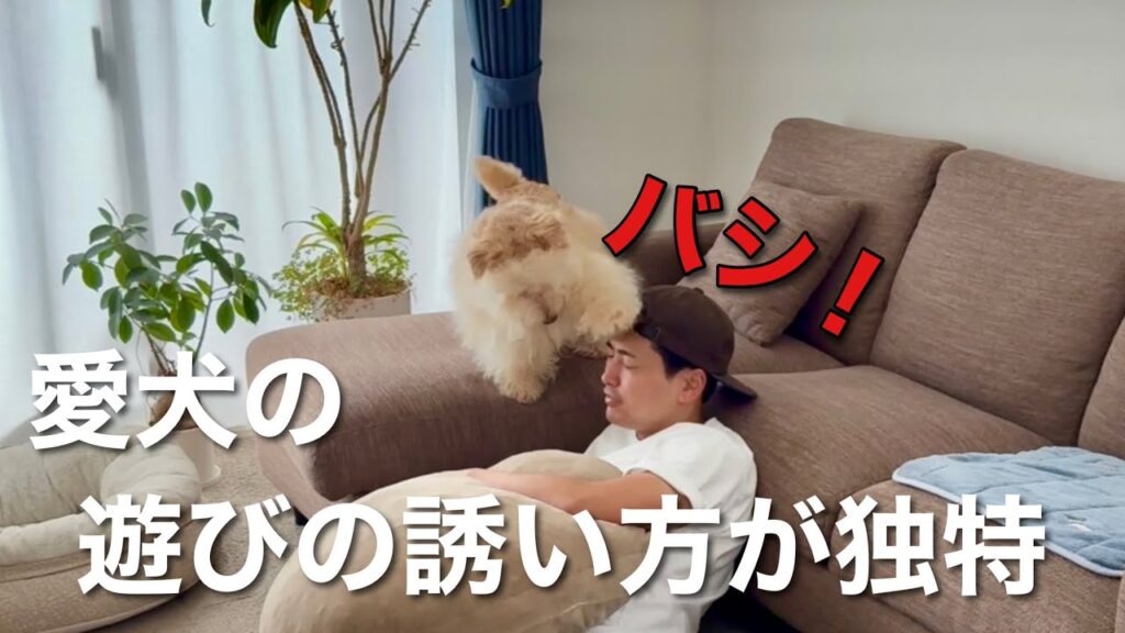 遊びの誘い方が独特過ぎる愛犬!レイクランドテリア 遊びの誘い方が独特過ぎる愛犬!レイクランドテリア