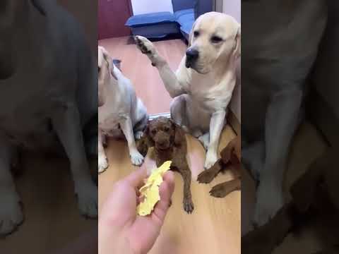 Who Did This?? This Is HILARIOUS!! #funnydogs #funnyanimals Who Did This?? This Is HILARIOUS!! #funnydogs #funnyanimals