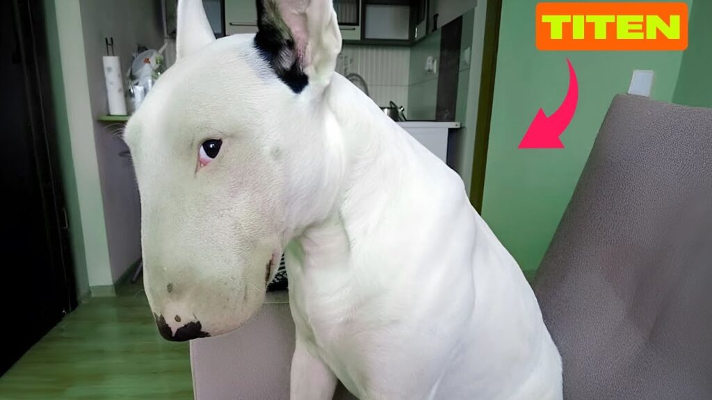 This Hilarious Bull Terrier Defies Everyone’s Expectations About His Breed This Hilarious Bull Terrier Defies Everyone's Expectations About His Breed