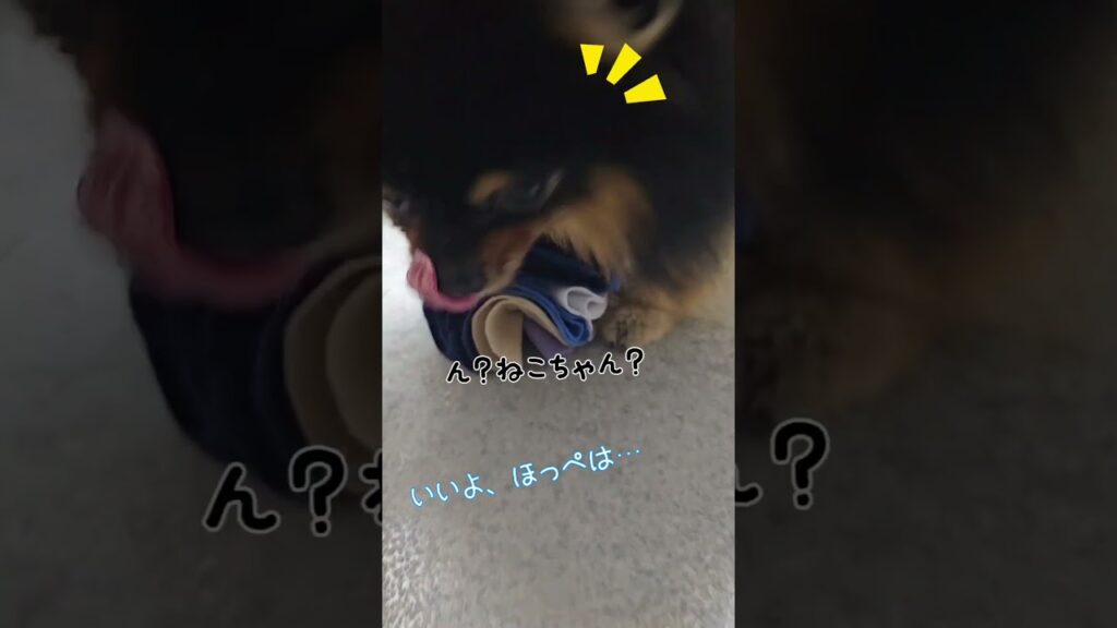 おやつ入りのおもちゃで遊ぶ可愛い黒ポメ【ポメラニアンのDIORとFENDI】#shorts #犬 #ポメラニアン おやつ入りのおもちゃで遊ぶ可愛い黒ポメ【ポメラニアンのDIORとFENDI】#shorts #犬 #ポメラニアン