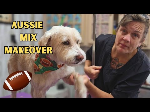 簡単なグルーミングとフットボール犬用バンダナ🏈