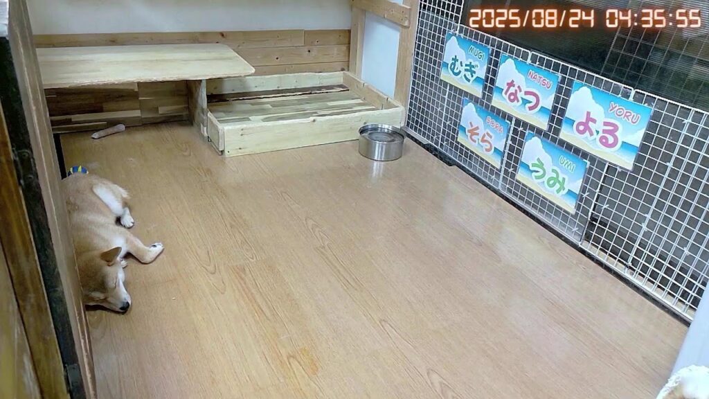 柴犬なつ！子育て生配信【生後348日】柴道をゆく。
