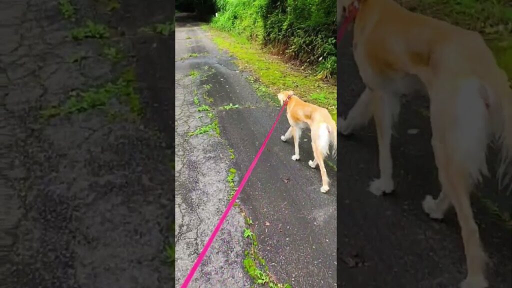 もちこ(サルーキ♀7歳)とハル(保護猫♂1歳)は仲良しいつも一緒にお散歩します♪ #doglife #犬と猫と散歩 #catlife もちこ(サルーキ♀7歳)とハル(保護猫♂1歳)は仲良しいつも一緒にお散歩します♪ #doglife #犬と猫と散歩 #catlife