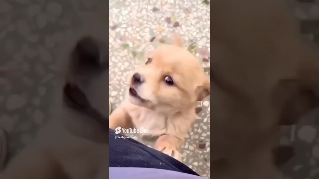 The puppy crying  Baby dog. #wildlife #new #puppy #short