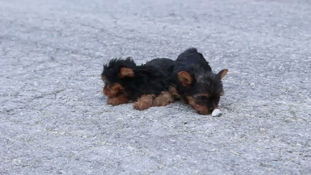 Yorkie Puppies For Sale