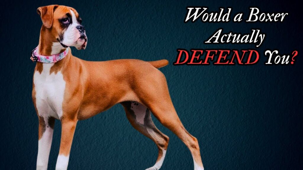 ボクサーは本当に究極の番犬なのか?真実が明らかに ボクサーは本当に究極の番犬なのか?真実が明らかに