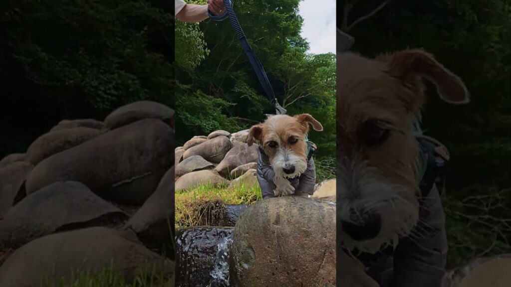 あまりに暑くて山に登らず川遊び  #jackrussellterrier  #ジャックラッセルテリア #癒し
