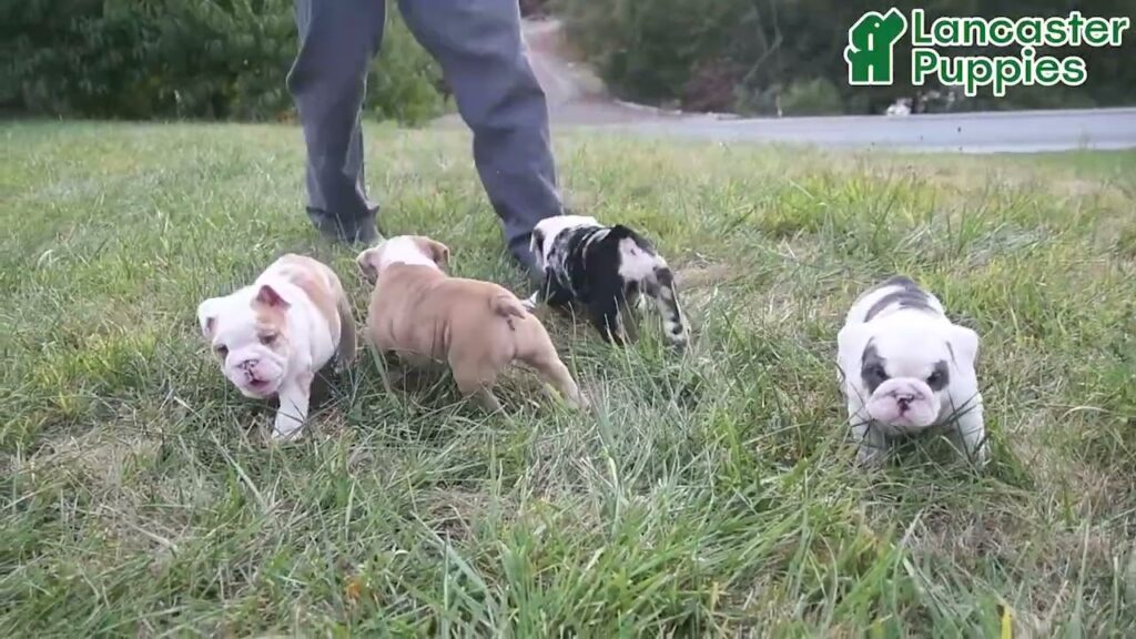 Friendly English Bulldog Puppies