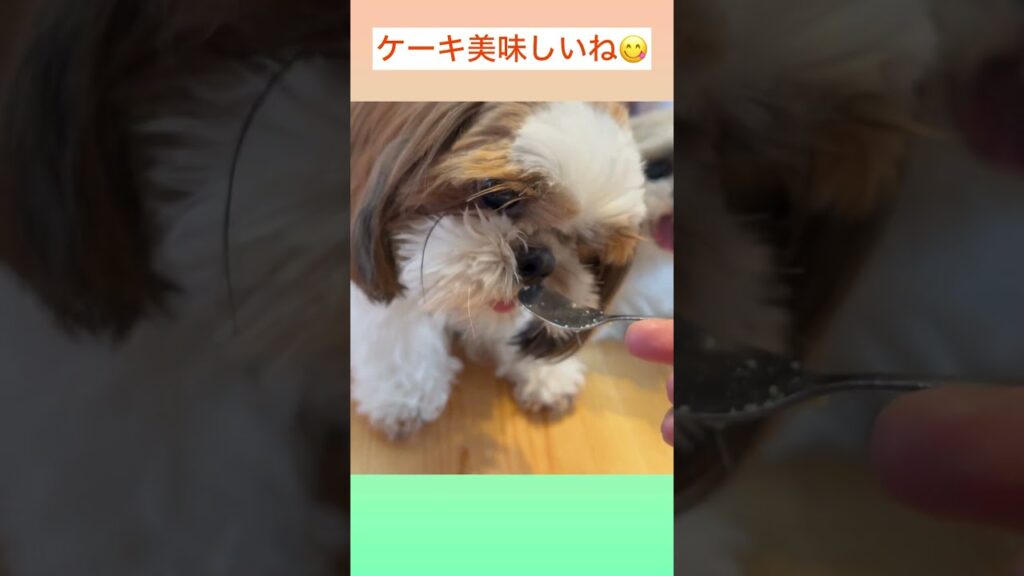 ♦︎5歳のお誕生日おめでとう㊗️ 💜シーズーてんちゃん日記 5歳】#shorts#シーズー#Shih Ztu#シーズーてんちゃん日記#てん#らん#dog #可愛い#誕生日#ケーキ#おめでとう ♦︎5歳のお誕生日おめでとう㊗️ 💜シーズーてんちゃん日記 5歳】#shorts#シーズー#Shih Ztu#シーズーてんちゃん日記#てん#らん#dog #可愛い#誕生日#ケーキ#おめでとう