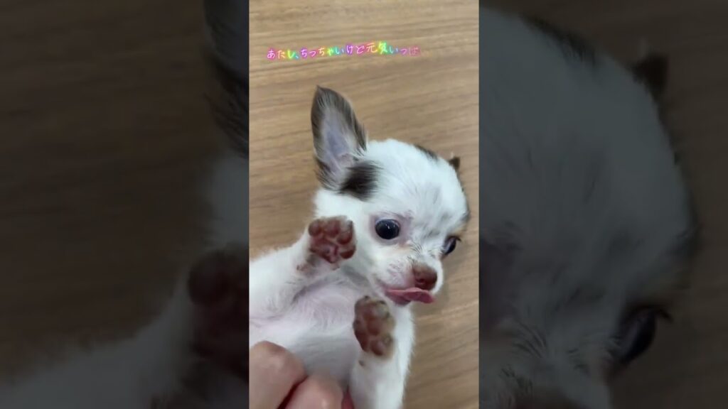ロングコートチワワの女の子🐩【横浜ペットショップ ベルドック】#shorts #犬のいる暮らし #チワワ