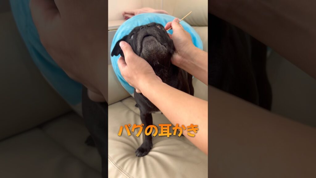 パグの耳かき#shorts #pug #dog #モンティラパグパグ
