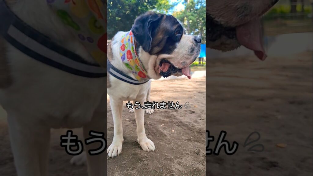 【超大型犬】「セントバーナードって、走るんですねっ😀」ってよく言われるNANAちゃん💕 #犬 #cute
