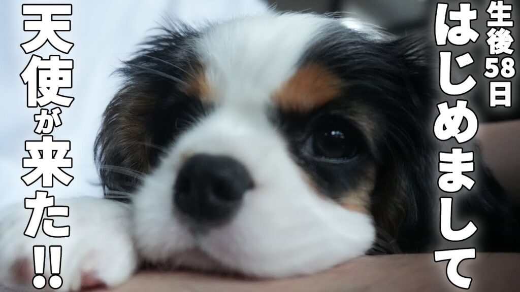 【子犬】かわいいキャバリア女の子お迎え1日目‼︎新しい家族のお名前が決定しました‼︎ 【子犬】かわいいキャバリア女の子お迎え1日目‼︎新しい家族のお名前が決定しました‼︎