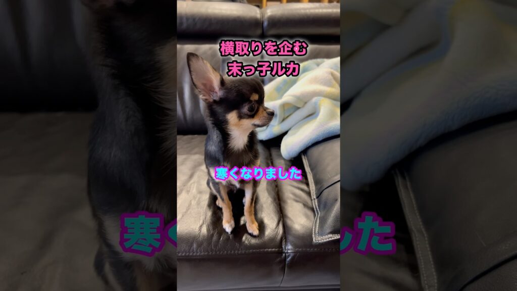 寒さ対策バッチリの兄チワワ達の場所横取りを企む末っ子ルカ【多頭飼いスムチーず】 #チワワ #おもしろ #スムチーず 寒さ対策バッチリの兄チワワ達の場所横取りを企む末っ子ルカ【多頭飼いスムチーず】 #チワワ #おもしろ #スムチーず