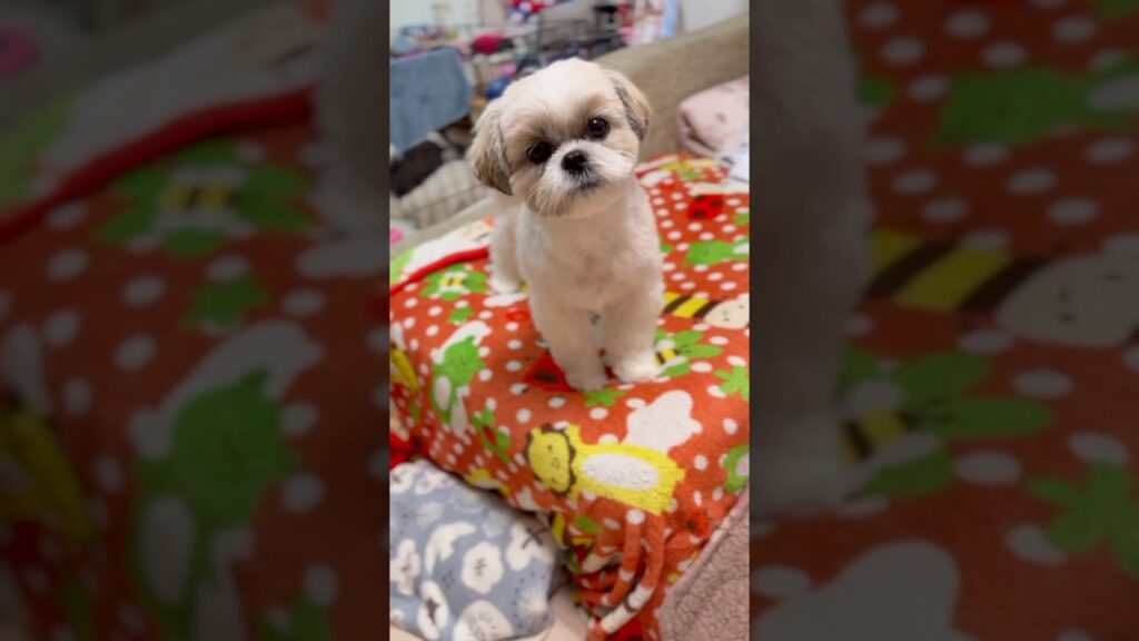 【ノーズワーク】ハナちゃんのイチゴ狩り🍓🐶🌸 #shorts #シーズー #shihtzu #ノーズワーク