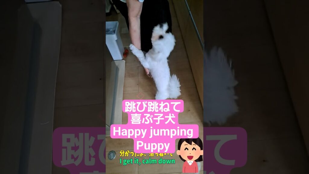 飛び跳ねて喜ぶシニアと暮らすマルチーズ子犬「Most Heartwarming Dog Story Ever」 飛び跳ねて喜ぶシニアと暮らすマルチーズ子犬「Most Heartwarming Dog Story Ever」