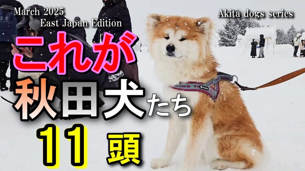 癒しの【秋田犬】たち：かわいい秋田犬は心のケアに最適。赤毛・虎毛・白毛・長毛など、好みの秋田犬の種類も分かる。#秋田犬かわいい #秋田犬海外