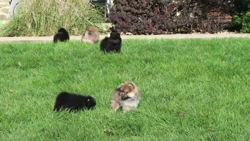 Pomeranian Puppies For Sale
