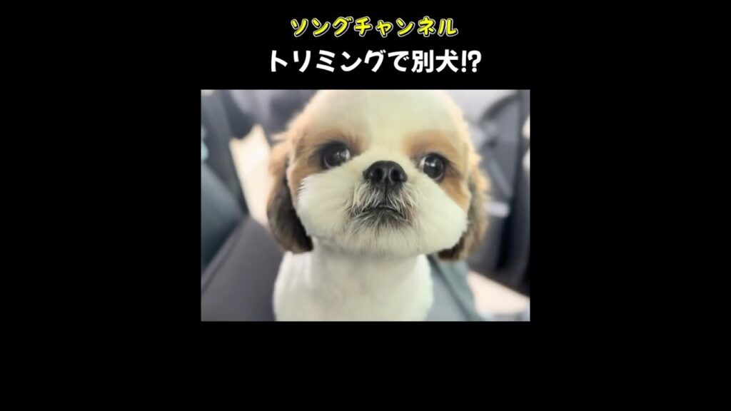 トリミングで激変した犬 #シーズー #トリミング #shorts