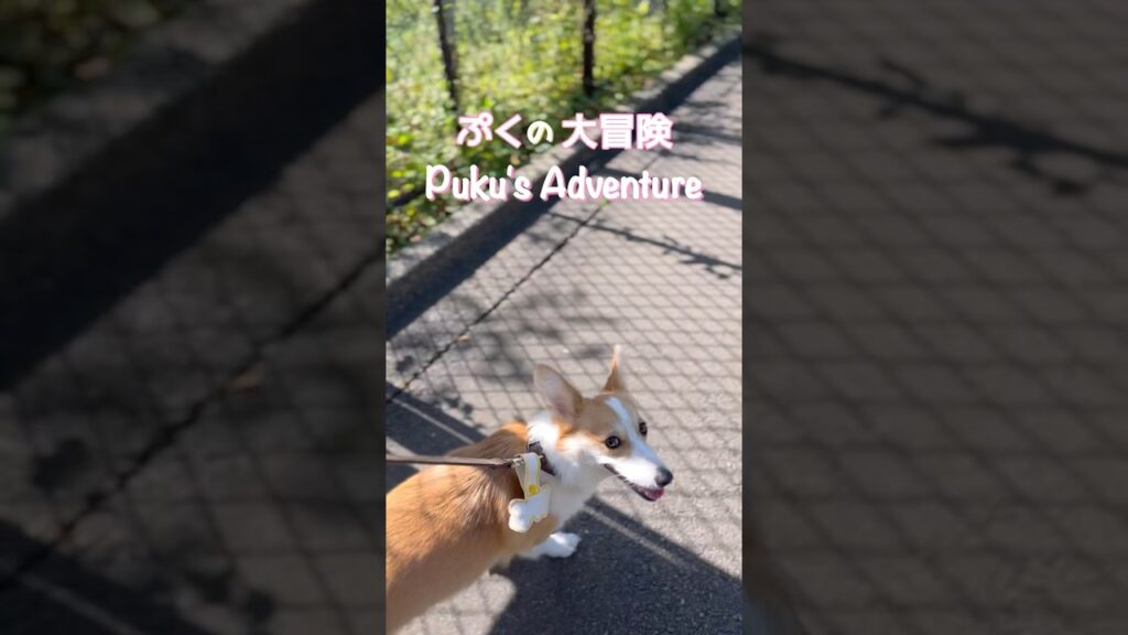 ぷくの大冒険🪵🍃🐾 #corgi #corgilove #sanpo #コーギーのいる暮らし #コーギースマイル #コーギーのおしり #コーギー大好き ぷくの大冒険🪵🍃🐾 #corgi #corgilove #sanpo #コーギーのいる暮らし #コーギースマイル #コーギーのおしり #コーギー大好き