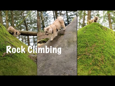 Cairn Terrier dog Adventure🐶  Cute Dog videos 2021#Shorts