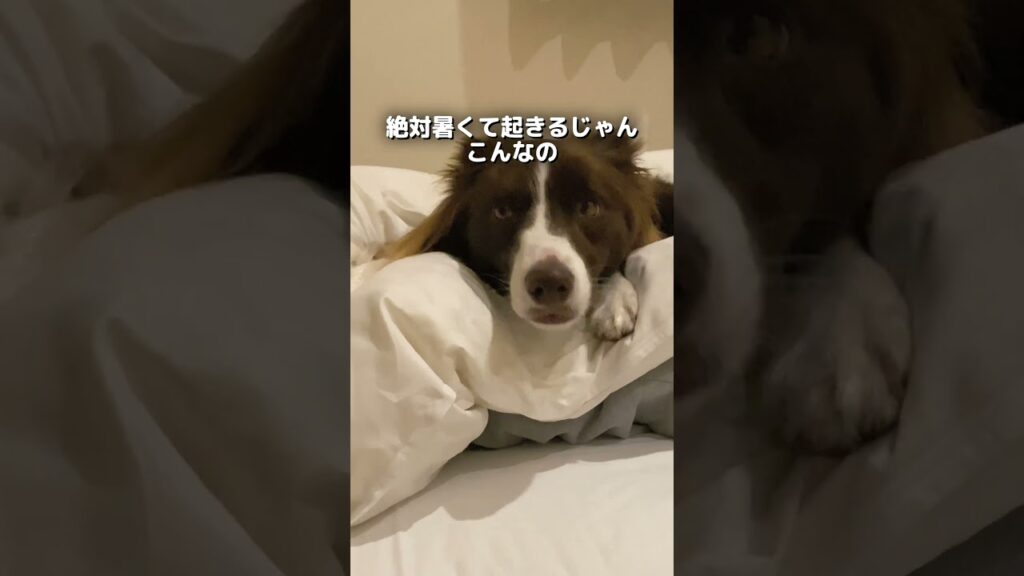 ベッドを陣取る兄弟犬😂【日本スピッツ・ボーダーコリー】#shorts #犬のいる暮らし #兄弟犬 ベッドを陣取る兄弟犬😂【日本スピッツ・ボーダーコリー】#shorts #犬のいる暮らし #兄弟犬