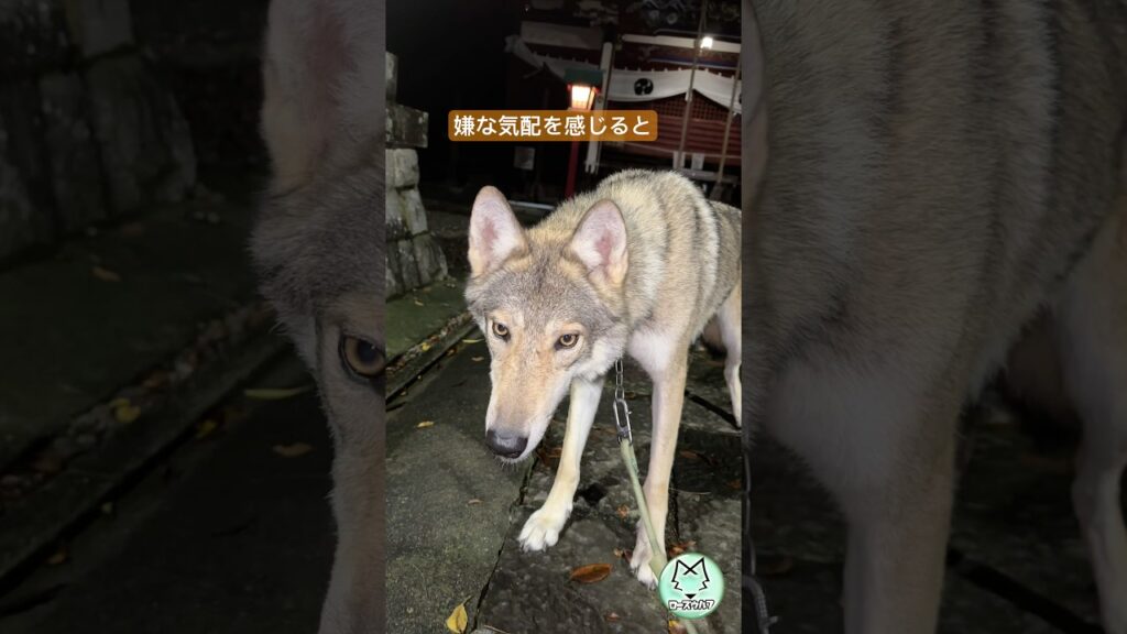 年に数回だけ警戒した時に吠えます。レアな吠えた時の動画です。#ローズウルフ #狼犬 #ウルフドッグ 年に数回だけ警戒した時に吠えます。レアな吠えた時の動画です。#ローズウルフ #狼犬 #ウルフドッグ