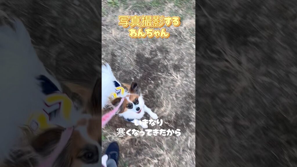 写真撮影につきあってくれるわんちゃん#かわいいパピヨン #かわいいいぬ # papillon #いぬのいるくらし #ハナちゃん 写真撮影につきあってくれるわんちゃん#かわいいパピヨン #かわいいいぬ # papillon #いぬのいるくらし #ハナちゃん