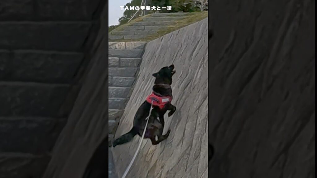 甲斐犬のキクと朝の散歩 #甲斐犬 #散歩 #犬のいる暮らし