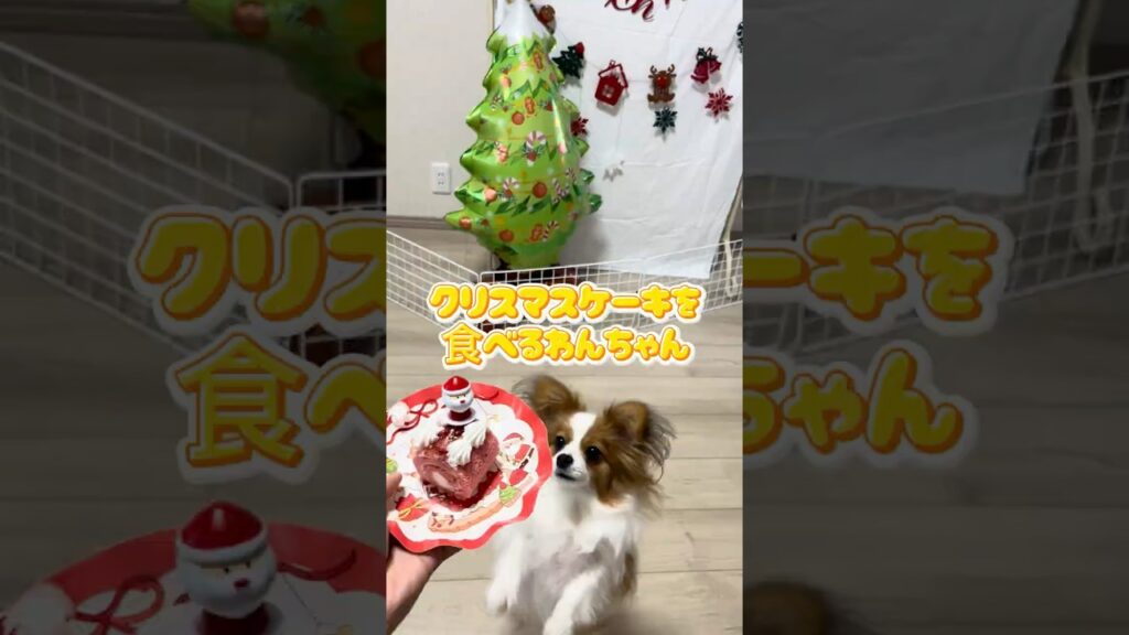 クリスマスケーキを食べるわんちゃん #かわいいパピヨン # papillon #かわいいいぬ #わんちゃんとクリスマス #かわいいいぬ　#リーナ