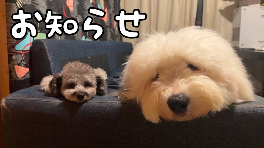 【50:50】病院の先生から衝撃的な宣告を受けた我が家の狂犬、今日も食い意地だけはってます…☺️|グレートピレニーズ&オールドイングリッシュシープドッグ&トイプードル 【50:50】病院の先生から衝撃的な宣告を受けた我が家の狂犬、今日も食い意地だけはってます…☺️|グレートピレニーズ&オールドイングリッシュシープドッグ&トイプードル