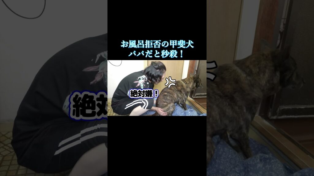 お風呂断固拒否!の甲斐犬、でもパパが現れると秒殺! #甲斐犬 #youtubeshorts #お風呂 お風呂断固拒否!の甲斐犬、でもパパが現れると秒殺! #甲斐犬 #youtubeshorts #お風呂