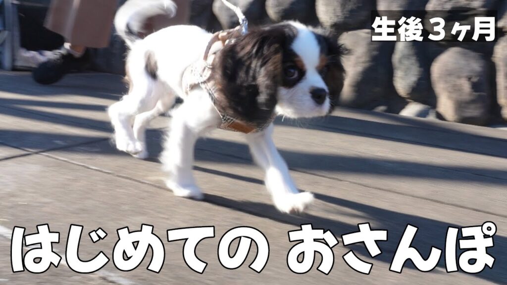 お迎えした子犬のお散歩デビュー‼︎はじめての場所にまさかの反応…⁉︎【キャバリアキングチャールズスパニエル】 お迎えした子犬のお散歩デビュー‼︎はじめての場所にまさかの反応…⁉︎【キャバリアキングチャールズスパニエル】
