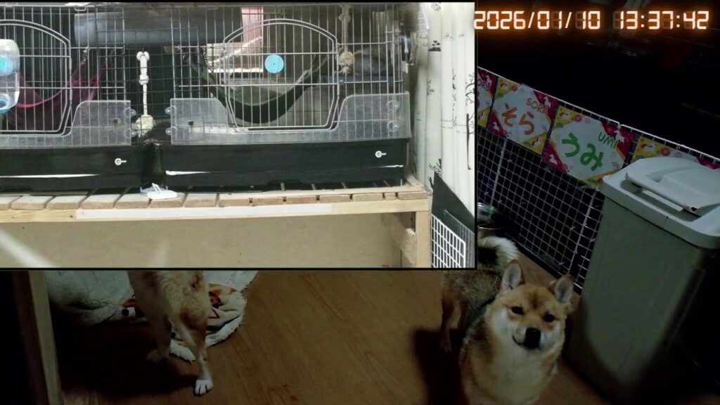 柴犬なつファミリー生配信【生後1歳+123日】顔舐め大好き女子と顔舐め一切しない長男。笑 柴犬なつファミリー生配信【生後1歳+123日】顔舐め大好き女子と顔舐め一切しない長男。笑