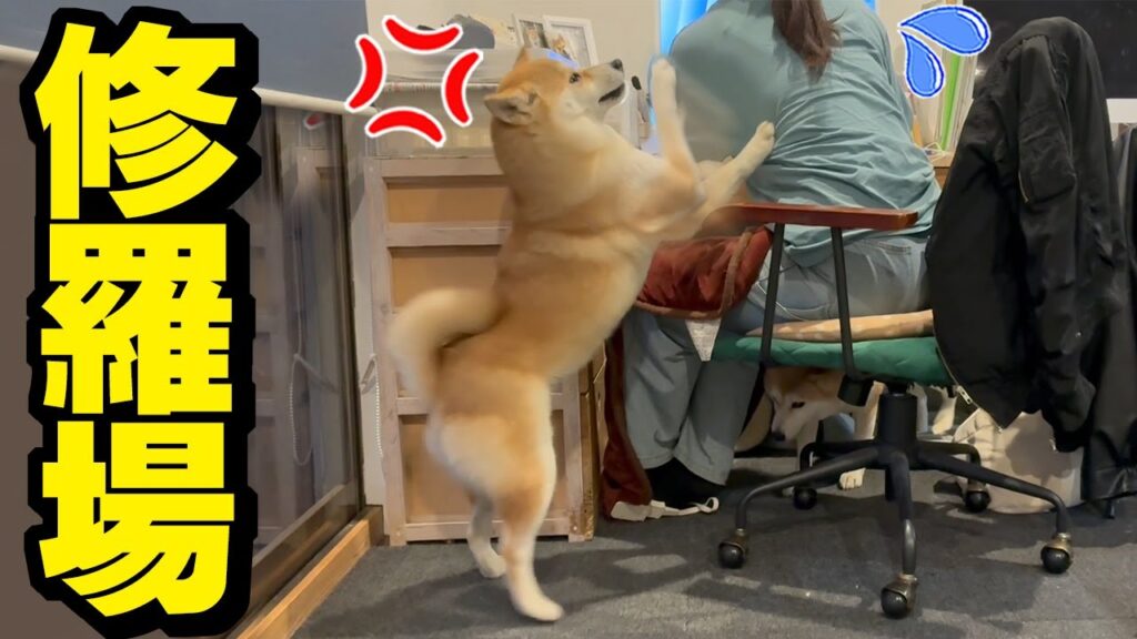 突然、柴犬が噛みつき犬パンチ連打でブチギレたので修羅場になりました… 突然、柴犬が噛みつき犬パンチ連打でブチギレたので修羅場になりました…