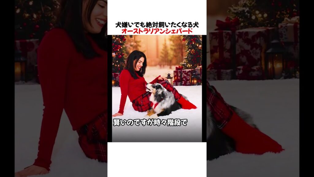 犬嫌いでも絶対飼いたくなる犬オーストラリアンシェパードさんがｗｗｗｗｗ